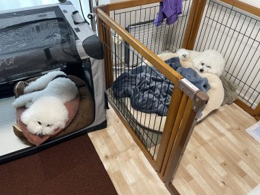 ビションフリーゼ　おもち  おもふくさんぽ彡 IMG_2981-380x285