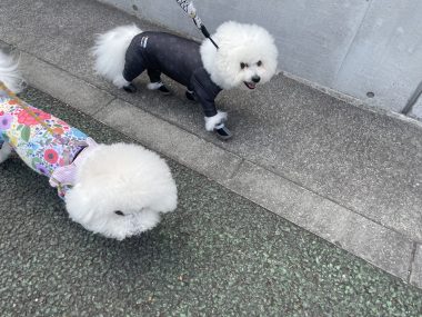 ビションフリーゼ　おもち  おもふくおじさんぽ彡 IMG_2986-380x285