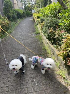 ビションフリーゼ　おもち  おもふくおじさんぽ彡 IMG_2988-scaled-e1776760761430-285x380