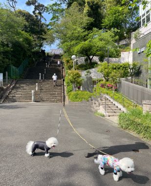 ビションフリーゼ　おもち  おもふくおじさんぽ彡 IMG_2989-309x380