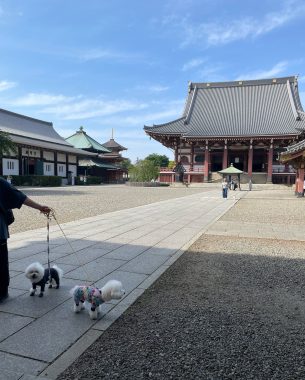 ビションフリーゼ　おもち  おもふくおじさんぽ彡 IMG_2991-305x380