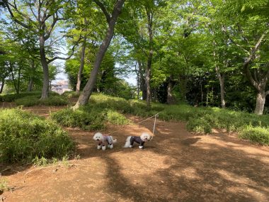 ビションフリーゼ　おもち  おもふくおじさんぽ彡 IMG_2992-380x285