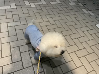 ビションフリーゼ　おもち  おもふくおじさんぽ彡 IMG_2998-380x285