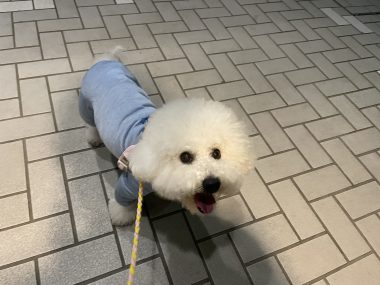 ビションフリーゼ　おもち  おもふくおじさんぽ彡 IMG_2999-380x285