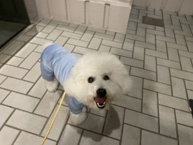 ビションフリーゼ　おもち  おもふくおじさんぽ彡 IMG_3001-380x285