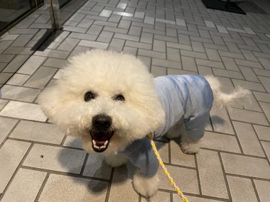 ビションフリーゼ　おもち  おもふくおじさんぽ彡 IMG_3003-380x285