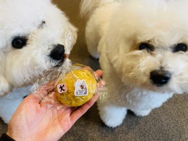 ビションフリーゼ　おもち  夜のおやつ IMG_3006-380x285