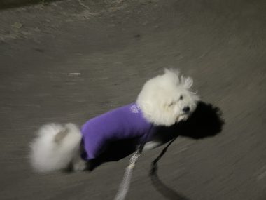 ビションフリーゼ　おもち  夜のおやつ IMG_3007-380x285