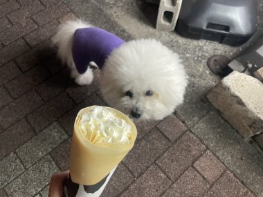 ビションフリーゼ　おもち  夜のおやつ IMG_3012-380x285