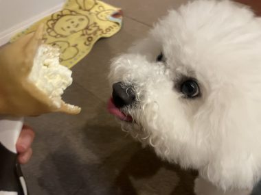 ビションフリーゼ　おもち  夜のおやつ IMG_3023-380x285