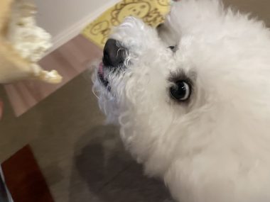 ビションフリーゼ　おもち  夜のおやつ IMG_3025-380x285