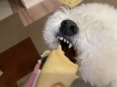 ビションフリーゼ　おもち  夜のおやつ IMG_3026-380x285