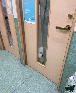 ビションフリーゼ　おもち  おもマッサージの日 IMG_3036-310x380