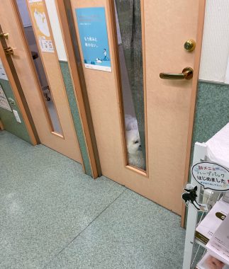 ビションフリーゼ　おもち  おもマッサージの日 IMG_3038-323x380