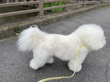 ビションフリーゼ　おもち  おもマッサージの日 IMG_3039-380x285