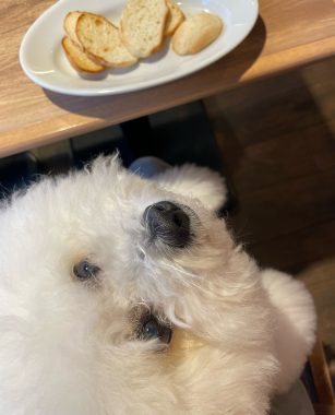 ビションフリーゼ　おもち  おもマッサージの日 IMG_3045-307x380