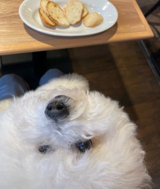 ビションフリーゼ　おもち  おもマッサージの日 IMG_3046-322x380