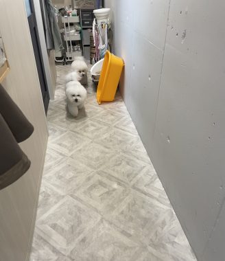 ビションフリーゼ　おもち  おもちふくトリミング☆ IMG_3050-328x380