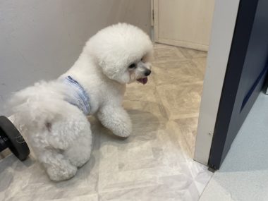 ビションフリーゼ　おもち  おもちふくトリミング☆ IMG_3051-380x285