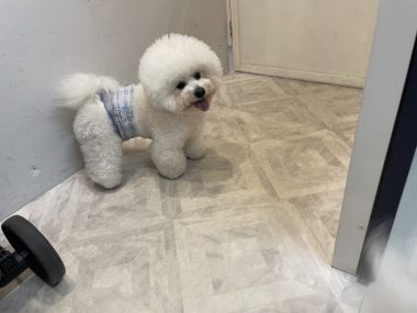 ビションフリーゼ　おもち  おもちふくトリミング☆ IMG_3052-380x285