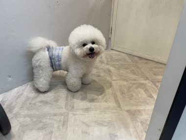 ビションフリーゼ　おもち  おもちふくトリミング☆ IMG_3053-380x285