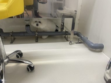 ビションフリーゼ　おもち  おもちふくトリミング☆ IMG_3054-380x285