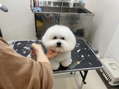 ビションフリーゼ　おもち  おもちふくトリミング☆ IMG_3056-380x285