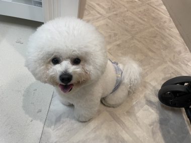 ビションフリーゼ　おもち  おもちふくトリミング☆ IMG_3058-380x285