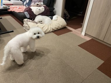 ビションフリーゼ　おもち  おもちふくトリミング☆ IMG_3061-380x285