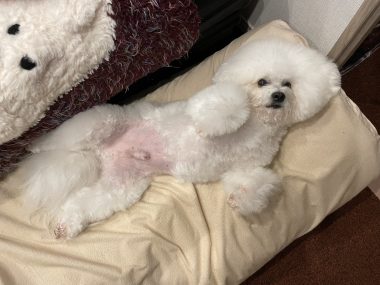 ビションフリーゼ　おもち  おもちふくトリミング☆ IMG_3062-380x285