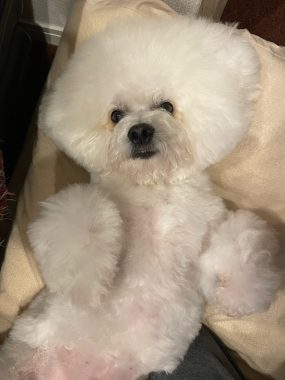 ビションフリーゼ　おもち  おもちふくトリミング☆ IMG_3063-1-285x380