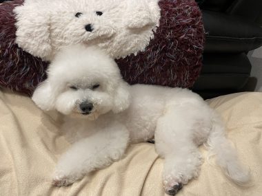 ビションフリーゼ　おもち  おもちふくトリミング☆ IMG_3064-380x285