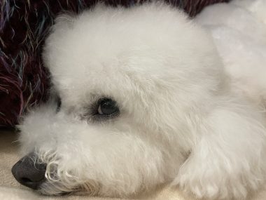 ビションフリーゼ　おもち  おもちふくトリミング☆ IMG_3066-380x285