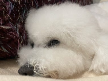 ビションフリーゼ　おもち  おもちふくトリミング☆ IMG_3067-380x285