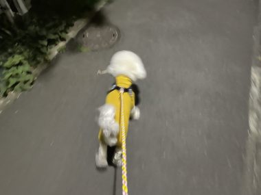 ビションフリーゼ　おもち  おもちふくおじさんぽ彡とかとか IMG_3069-380x285