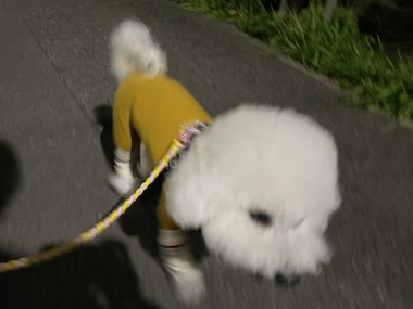 ビションフリーゼ　おもち  おもちふくおじさんぽ彡とかとか IMG_3071-380x285