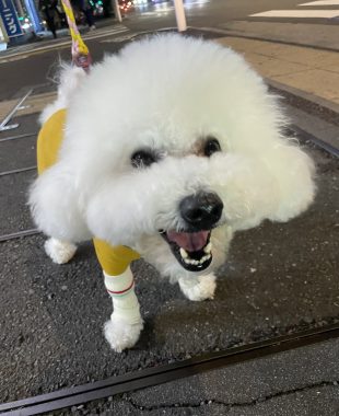 ビションフリーゼ　おもち  おもちふくおじさんぽ彡とかとか IMG_3073-310x380