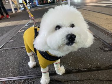 ビションフリーゼ　おもち  おもちふくおじさんぽ彡とかとか IMG_3074-380x285