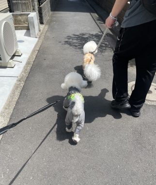 ビションフリーゼ　おもち  おもちふくおじさんぽ彡とかとか IMG_3082-322x380