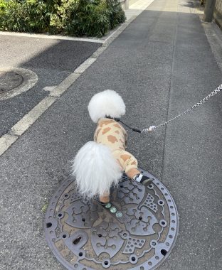 ビションフリーゼ　おもち  おもちふくおじさんぽ彡とかとか IMG_3083-312x380