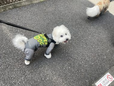 ビションフリーゼ　おもち  おもちふくおじさんぽ彡とかとか IMG_3084-380x285