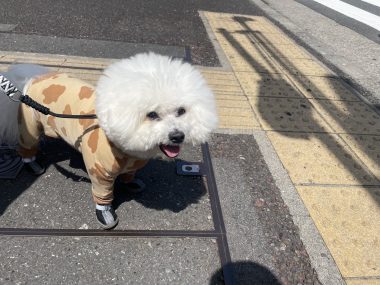 ビションフリーゼ　おもち  おもちふくおじさんぽ彡とかとか IMG_3085-380x285