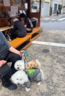 ビションフリーゼ　おもち  おもちふくおじさんぽ彡とかとか IMG_3088-257x380