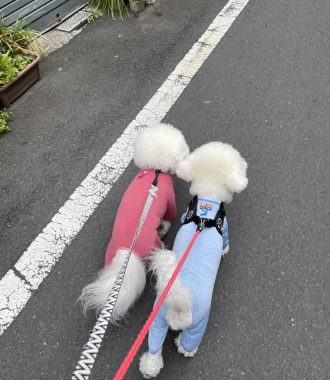 ビションフリーゼ　おもち  窓から立派な子が見てたよ IMG_3101-330x380