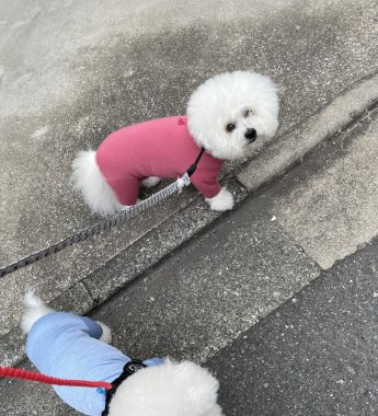 ビションフリーゼ　おもち  窓から立派な子が見てたよ IMG_3102-345x380