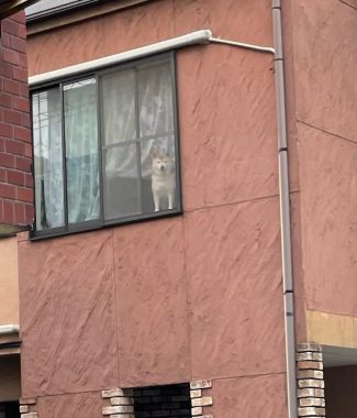 ビションフリーゼ　おもち  窓から立派な子が見てたよ IMG_3103-325x380