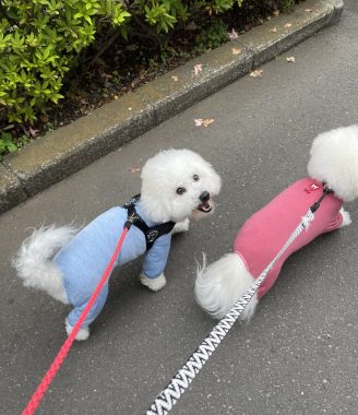 ビションフリーゼ　おもち  窓から立派な子が見てたよ IMG_3105-328x380