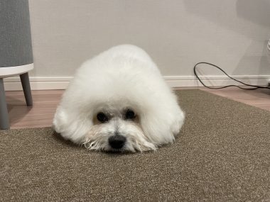 ビションフリーゼ　おもち  窓から立派な子が見てたよ IMG_3109-380x285