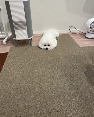 ビションフリーゼ　おもち  窓から立派な子が見てたよ IMG_3110-305x380