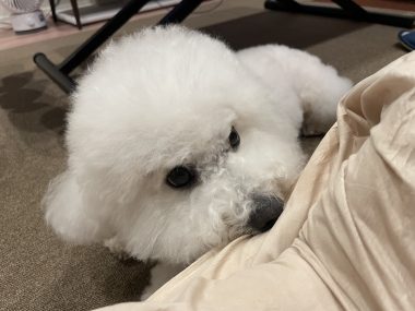 ビションフリーゼ　おもち  窓から立派な子が見てたよ IMG_3113-380x285